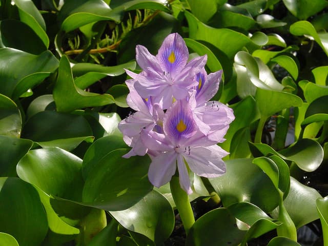 Example of a clear, well-framed plant photo